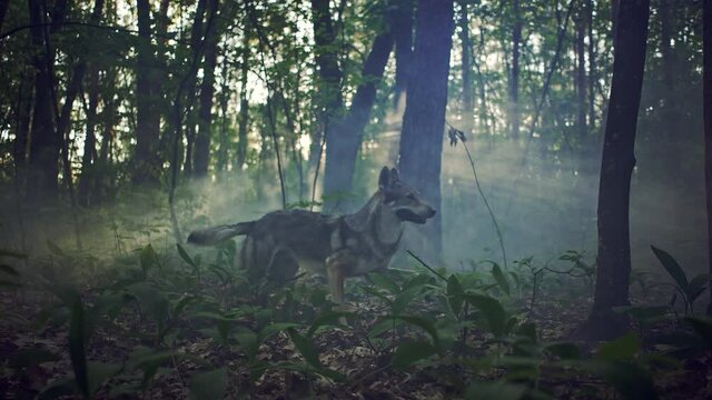 Slow motion video of a wolf running through a mystical magical forest. Wild animal hunter in nature.