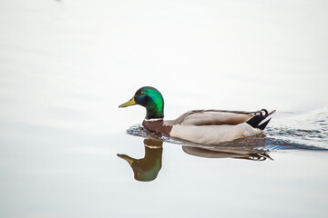 The green-headed mallard duck swims on the lake, reflected in the water. Natural photography with wild birds. Beauty in nature. Warm spring day