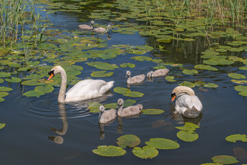 Swans and Cygnets on water