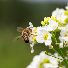 The bee (Apis mellifera) works on the flower Horseradish (Armoracia rusticana). Horseradish (Armoracia rusticana, syn. Cochlearia armoracia) is a perennial plant of the Brassicaceae family.