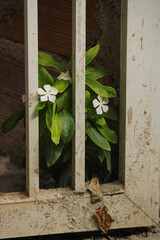 uma planta de vinca florescendo entre as barras de um portão no meio de um canteiro de obras