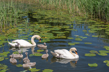 Swans and Cygnets relaxing