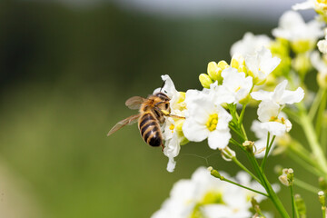 The bee (Apis mellifera) works on the flower Horseradish (Armoracia rusticana). Horseradish (Armoracia rusticana, syn. Cochlearia armoracia) is a perennial plant of the Brassicaceae family.