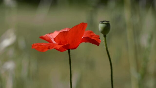 Close-Up of a red poppy flower and a seed capsule of a poppy in the field swinging in the wind