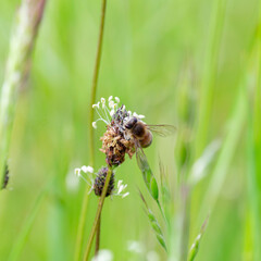 bee (Apis mellifera) works on the flower ribwort plantain (Plantago lanceolata).