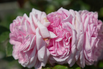 Three rosy roses in full bloom with blurry background