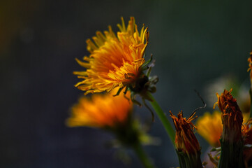 Yellow flowers of Dandelion (Latin Taraxacum officinale) on a dark background. There are unblown...