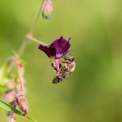 The bee (Apis mellifera) works on the flower dusky crane's-bill (Geranium phaeum). Bee - Apis mellifera - pollinates Geranium phaeum „ Lilly Lovell“, the dusky crane’s-bill, mourning widow.
