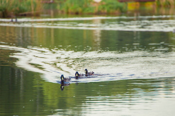 Three mallard ducks are swiftly swimming in a row to the shore. Natural photography with wild birds. Beauty in nature. Warm spring day