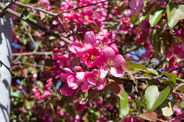 cherry blooming