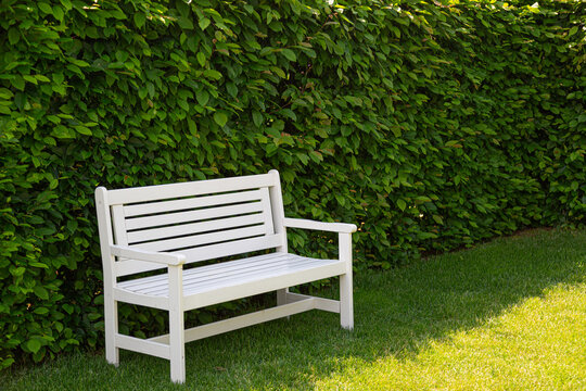 An empty white bench in the sun on a lawn in front of a high beech hedge