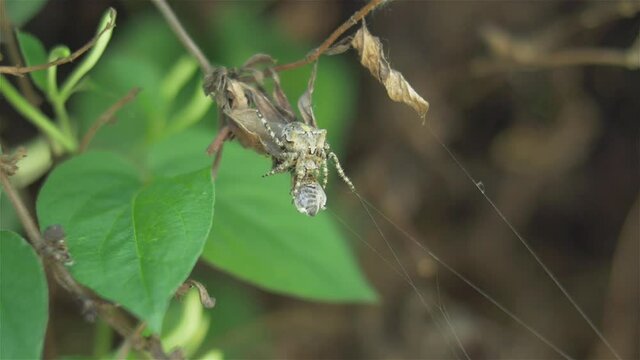 A spider eats a bee wrapped in cobweb