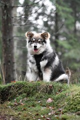 Portrait of a young puppy Finnish Lapphund dog