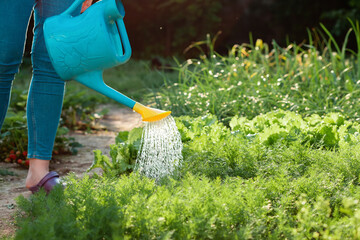 A woman watering with a watering can a lettuce's bushes and herbs in her garden. Close up. Summer gardening concept © _KUBE_