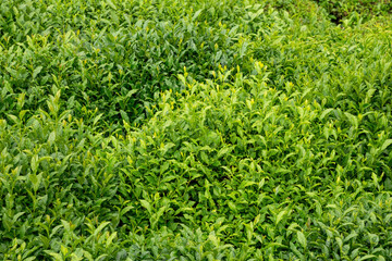 Fresh green tea leaves	