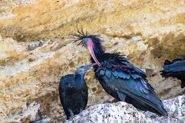 Northern bald ibis, hermit ibis or waldrapp - Geronticus eremita - in the nest with its chick