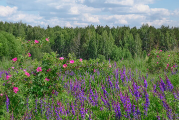 Blooming forest glade with tall blue flowers and rose hips. Lots of fresh herbs. Summer in the forest. Volumetric white clouds float across the sky. A mixed forest in the distance. Russia (Ural) 
