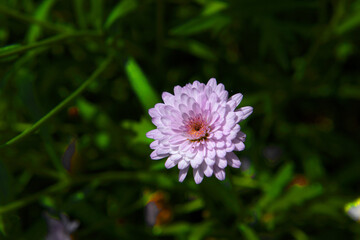 Macro shot of a beautiful flower Dalia blossom
