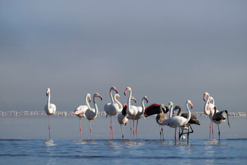 Wild african birds. Group birds of white african flamingos  walking around the blue lagoon on a sunny day