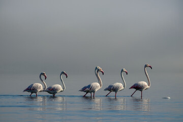 Wild african birds. Group birds of white african flamingos  walking around the blue lagoon on a sunny day