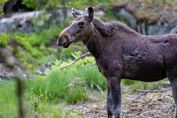 moose on a meadow