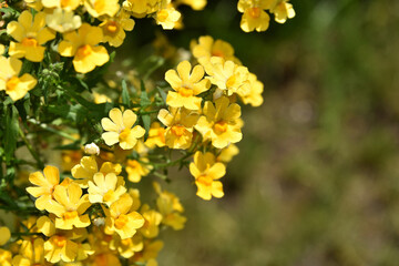 Fototapeta na wymiar Drobne kwiatki zółte wiszące