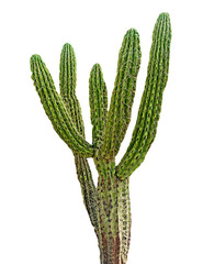 Cactus isolated on white background