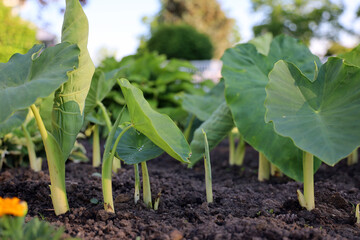 A group of elephant ears emerge from the soil and start to unfurl in the garden.