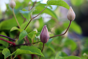 Clematis buds are almost ready to open in the garden.