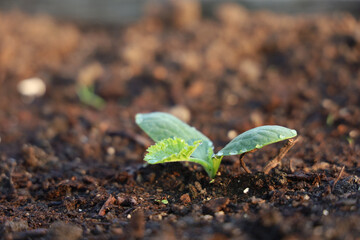 A summer squash plant emerges from the soil.