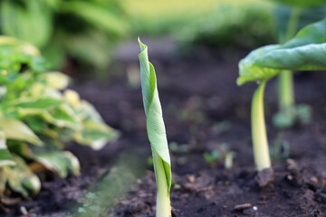 Elephant ear bulbs emerge from the garden soil.