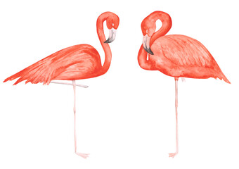 Set of 2 watercolor flamingos isolated on a white background. Hand-drawn pink tropical birds clipart. Cute illustration of two exotic animals. Colorful flamingos on one leg. Flamingos love print.