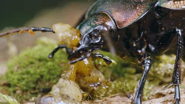 Ground beetle Carabus ullrichii foraging on a slug, predatory copper bug eating 