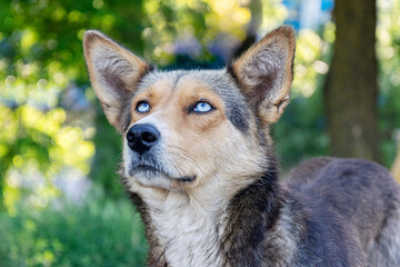 Portrait of a homeless dog with beautiful blue eyes.