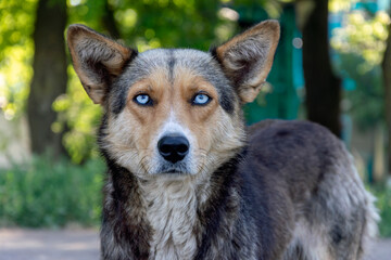 Homeless dog with beautiful blue eyes.