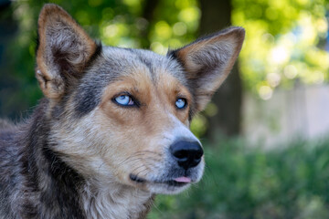 Naklejka na ściany i meble Homeless dog with blue eyes, close-up muzzle, selective focus on eyes