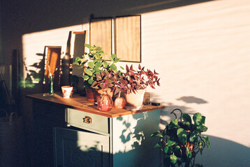 Potted plants on old-fashioned desk