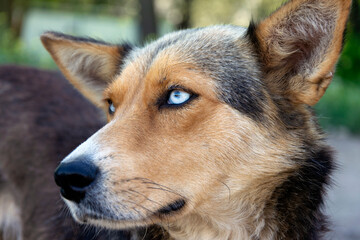 Portrait of a homeless stray dog ​​with beautiful blue eyes.