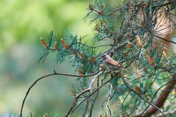Heckenbraunelle (Prunella modularis)