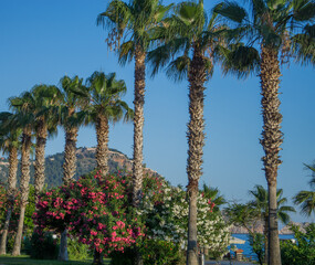 Palm trees on the waterfront of Alanya.