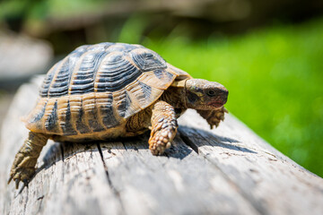 turtle on the log