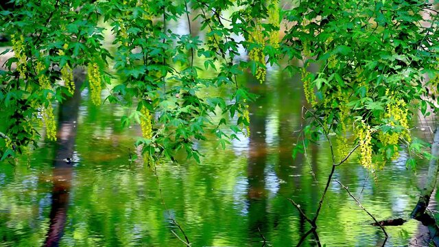 Laburnum over slow flowing water