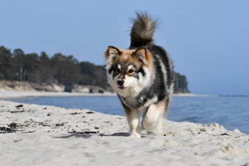 Portrait of a young puppy Finnish Lapphund dog