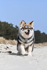 Portrait of a young puppy Finnish Lapphund dog