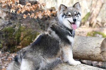 Portrait of a young puppy Finnish Lapphund dog
