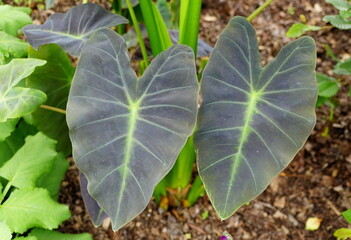 The dark green color of Elephant's Ear 'Coal Miner' plant