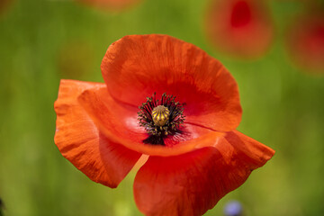 Fototapeta premium Macro shot of a beautiful flower Papaver rhoeas poppy blossom.