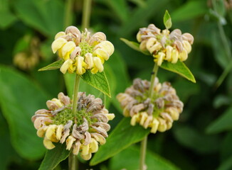 Obraz premium Light yellow color of Sticky Jerusalem Sage flowers