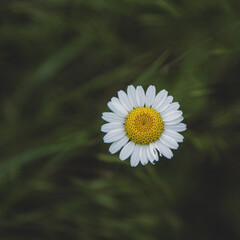 Fototapeta premium Wild chamomile