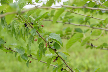 Young fruits of mulberry, on the branch